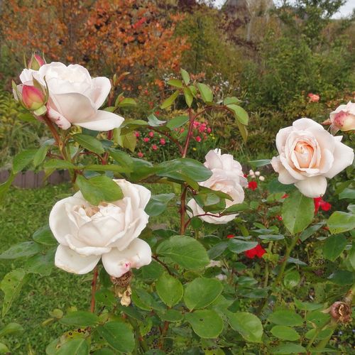 Gärtnerei - Rosa Martine Guillot™ - weiß - nostalgische rosen - stark duftend - Dominique Massad - -